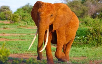 Elephants are hard to swallow in one go